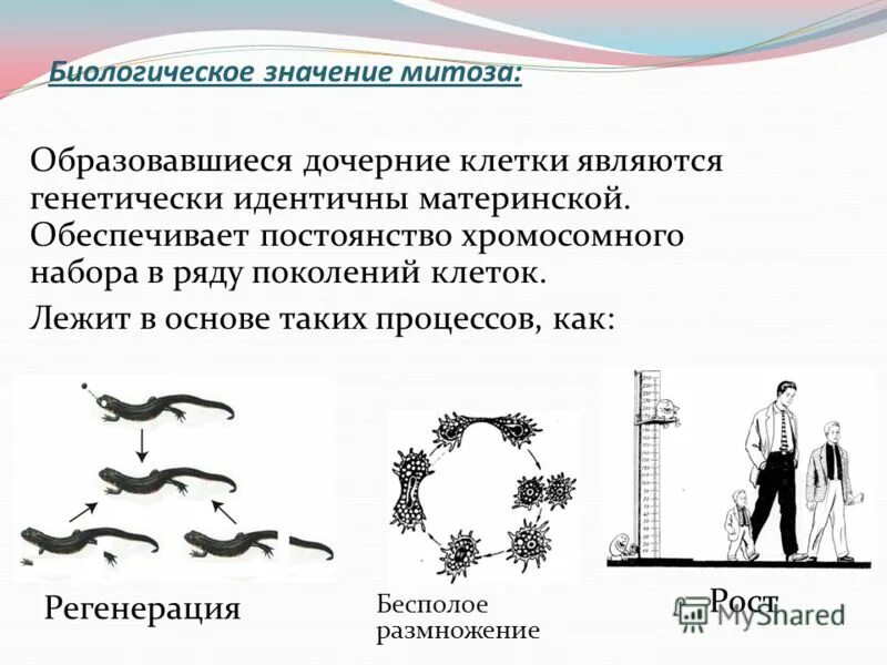 Лежит в основе роста регенерации. Лежит в основе роста регенерации