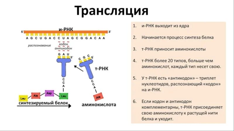 Триплет кодон антикодон. Спектры поглощения аминокислот и белков, нуклеиновых кислот. Начало процесса трансляции в и РНК . Какие триплеты ?.