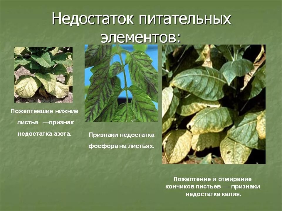 Нехватка питания листья. Недостаток микроэлементов у растений. признаки нехватки питания у растений. дефициты растений по листья. внешние признаки недостатка фосфора у растений.