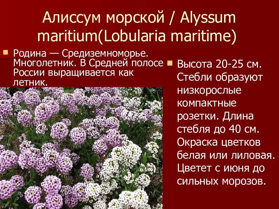 Алиссум выращивание и уход в открытом. Растение алиссум. Алиссум многолетник. Алиссум морской (лобулярия морская). Алиссум лобулярия.