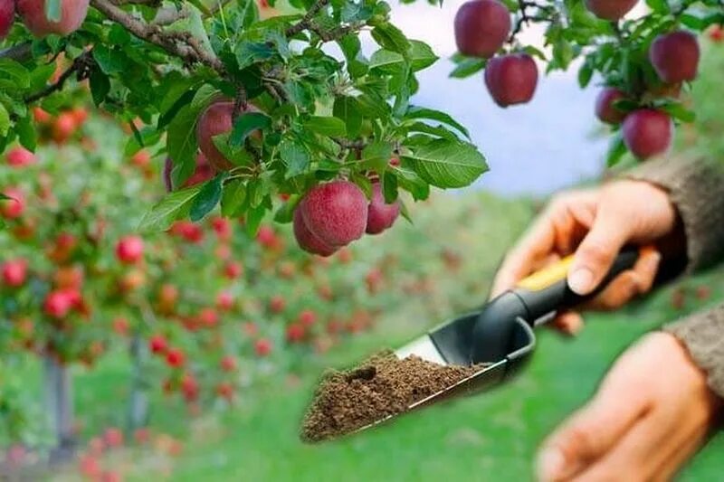 Можно ли поливать яблони. Удобрение для фруктовых деревьев. Удобрения под яблоню. Осеннее удобрение для плодовых деревьев. Полив плодовых деревьев в садах.