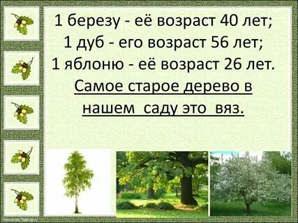 Возраст яблони