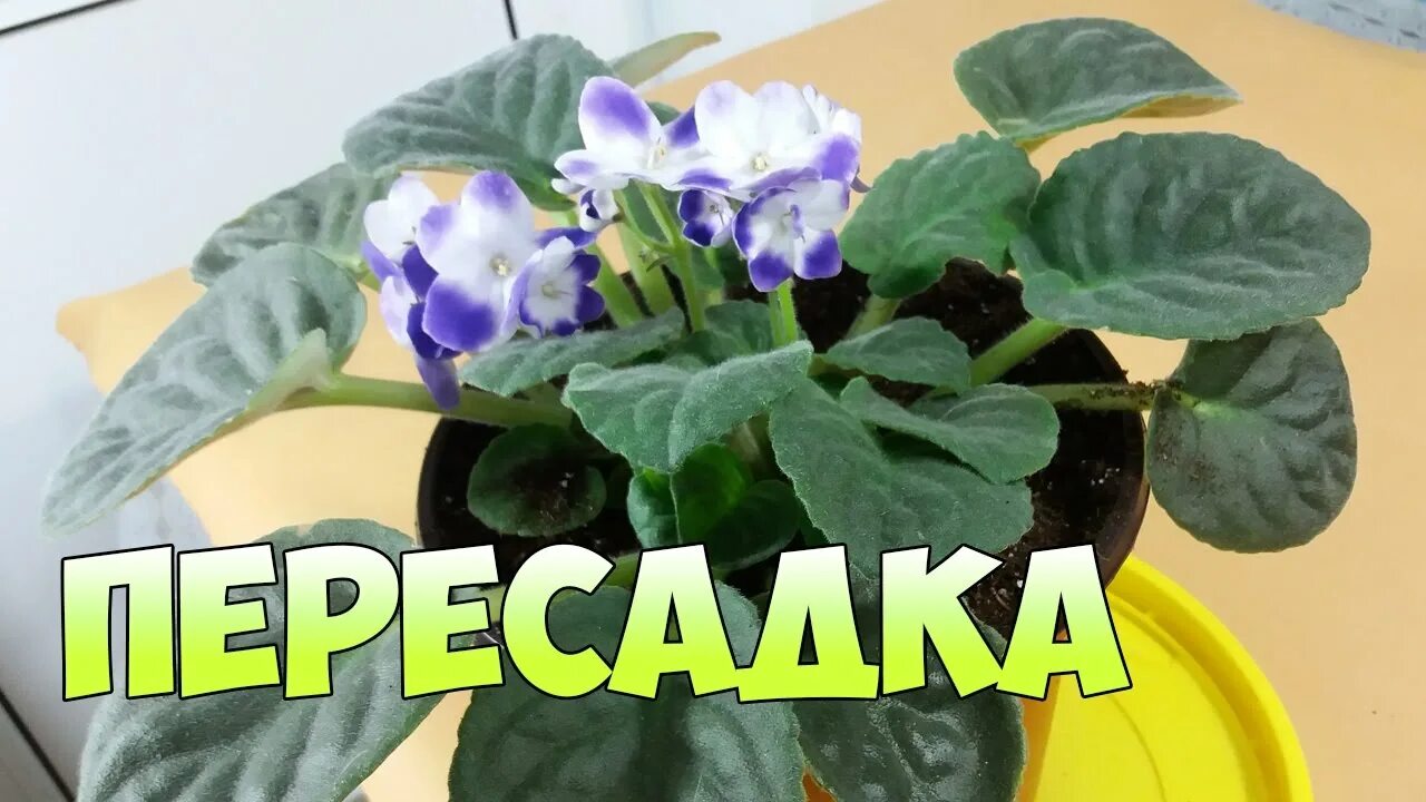 Можно пересадить фиалку во время цветения