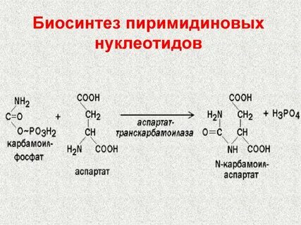 Реакции синтеза нуклеотидов