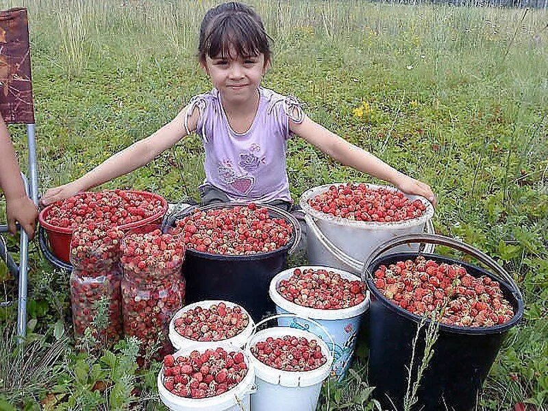 Сбор земляники. Собирать ягоды. Сбор ягод. Русские ягоды.