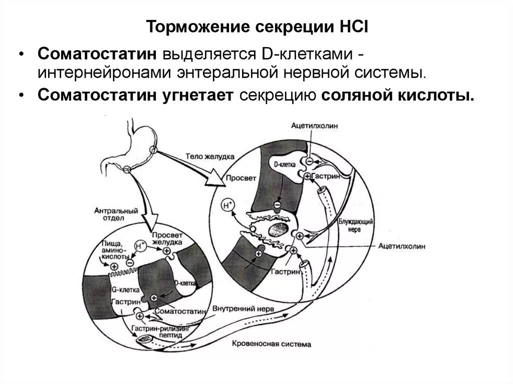 Sec система секреции. Sec система секреции