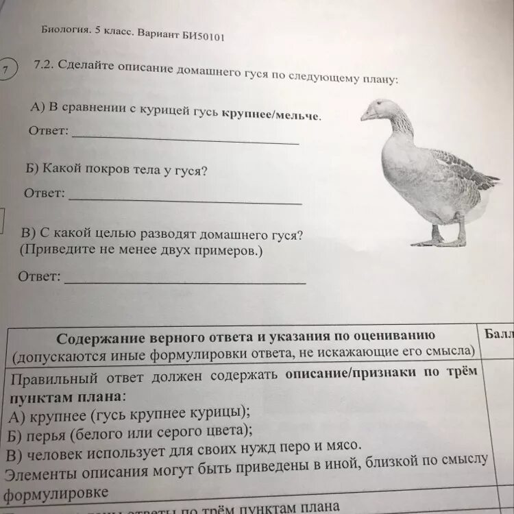 Гусь на какой вопрос отвечает. Туловище гуся. гусь в движении. язык движений у гуся.
