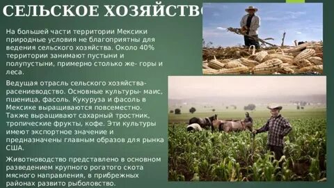 Мексика хозяйство страны