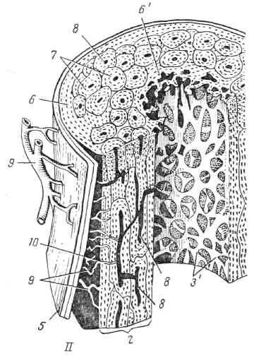 поперечное строение кости. поперечное строение кости. микроскопическое строение костей схема. поперечное строение кости. поперечный срез компактного вещества кости.