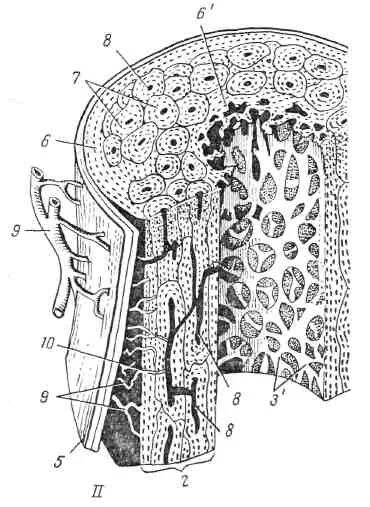 Строение трубчатой кости гистология. Продольный срез диафиза трубчатой кости. Поперечный срез диафиза трубчатой кости гистология рисунок. Строение диафиза трубчатой кости гистология.