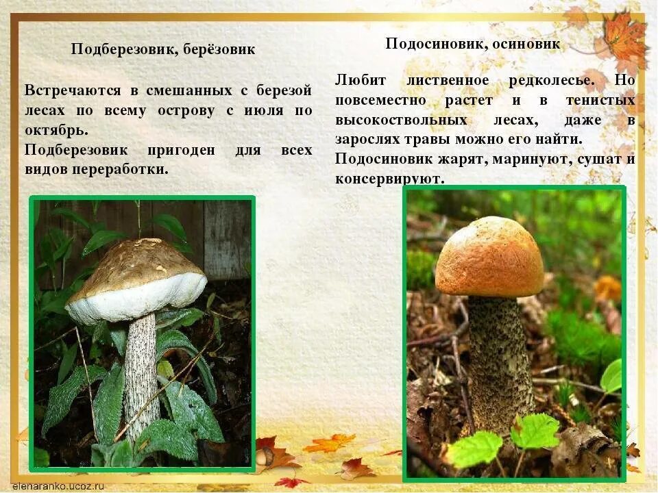 Подберезовик ложный подосиновик ложный. Двойник подберезовика гриба. Ложный подберезовик фото и описание. Подберезовик гриб ложный и настоящий. Гриб подберезовик ложный.