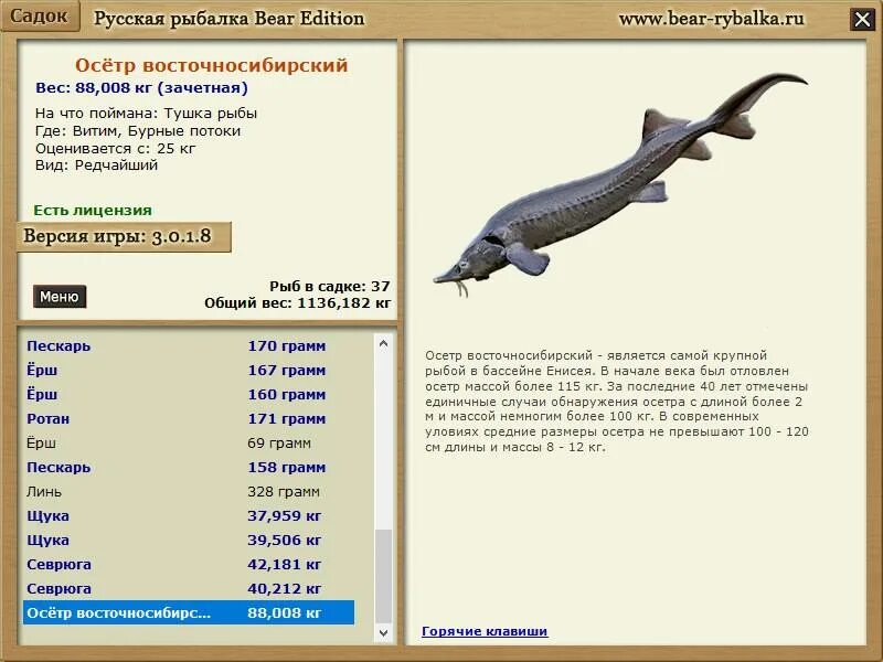максимальный размер осетровых. размер стерляди максимальный. максимальный вес стерляди. осетр вес. семейство осетровых таблица.