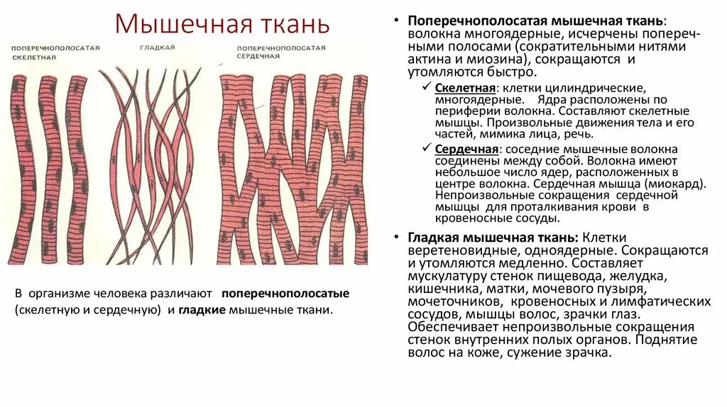 Плотный значительно. Поперечная исчерченность гладкой мышечной ткани. Ткани человека поперечно полосатая Скелетная мышечные. Ткань мышечная образована многоядерными волокнами. Исчерченность поперечно полосатой мышечной ткани.