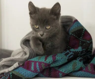 Кот 6 месяцев