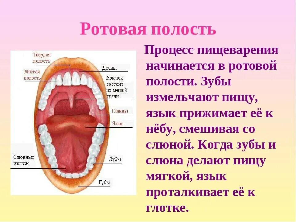 Языка и т п с. Строение ротовой полости биология. Пищеварение в ротовой полости строение. Органы пищеварения строение зубов. Ротовая полость функции пищеварительной системы.