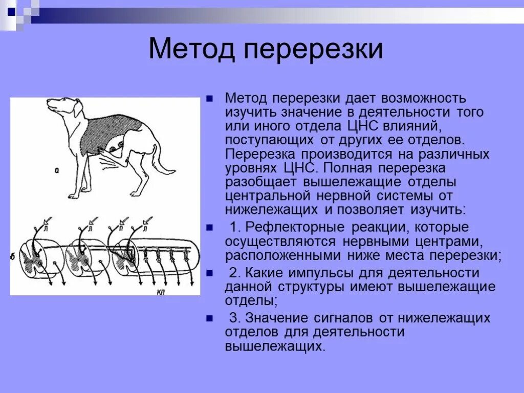 От других методов данный метод. Метод перерезки. Метод разрушения физиология. Метод перерезки в физиологии. Метод разрушения ЦНС.