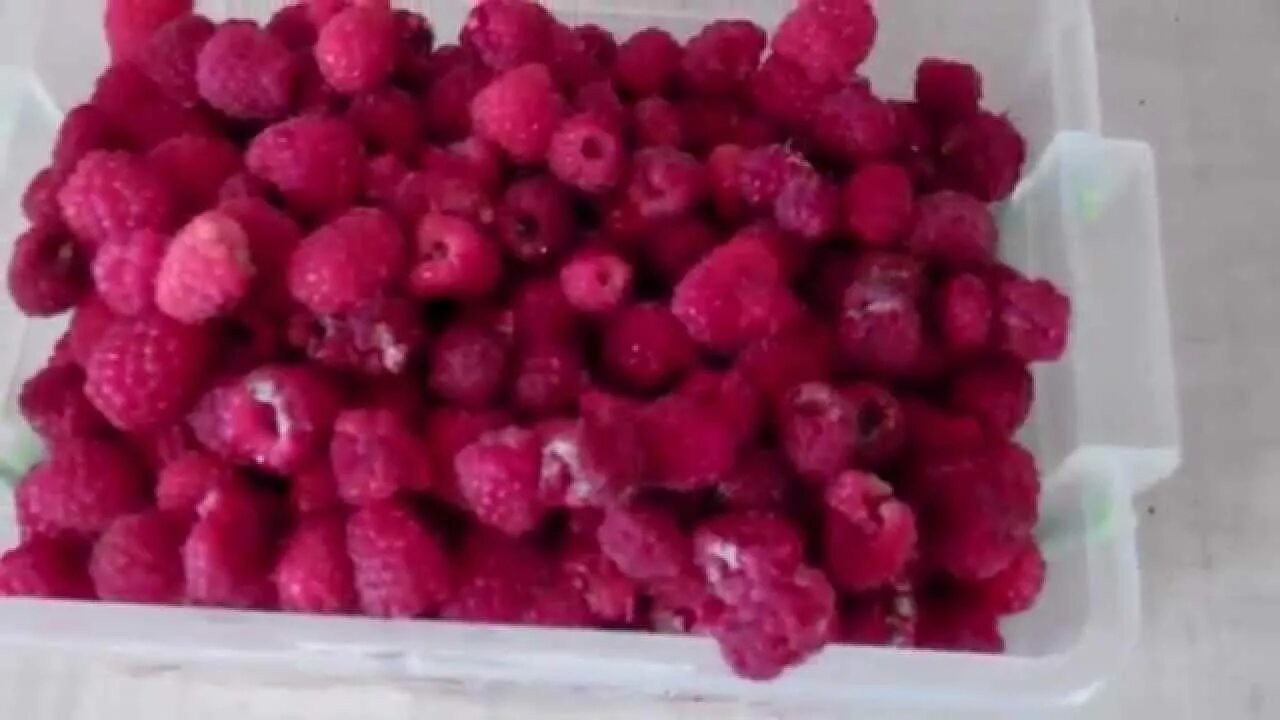 Как убрать червяков из малины. Поврежденные ягоды малины.