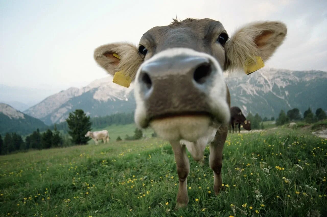 Корова. Корова бежит. Счастливая корова. Корова прыгает.