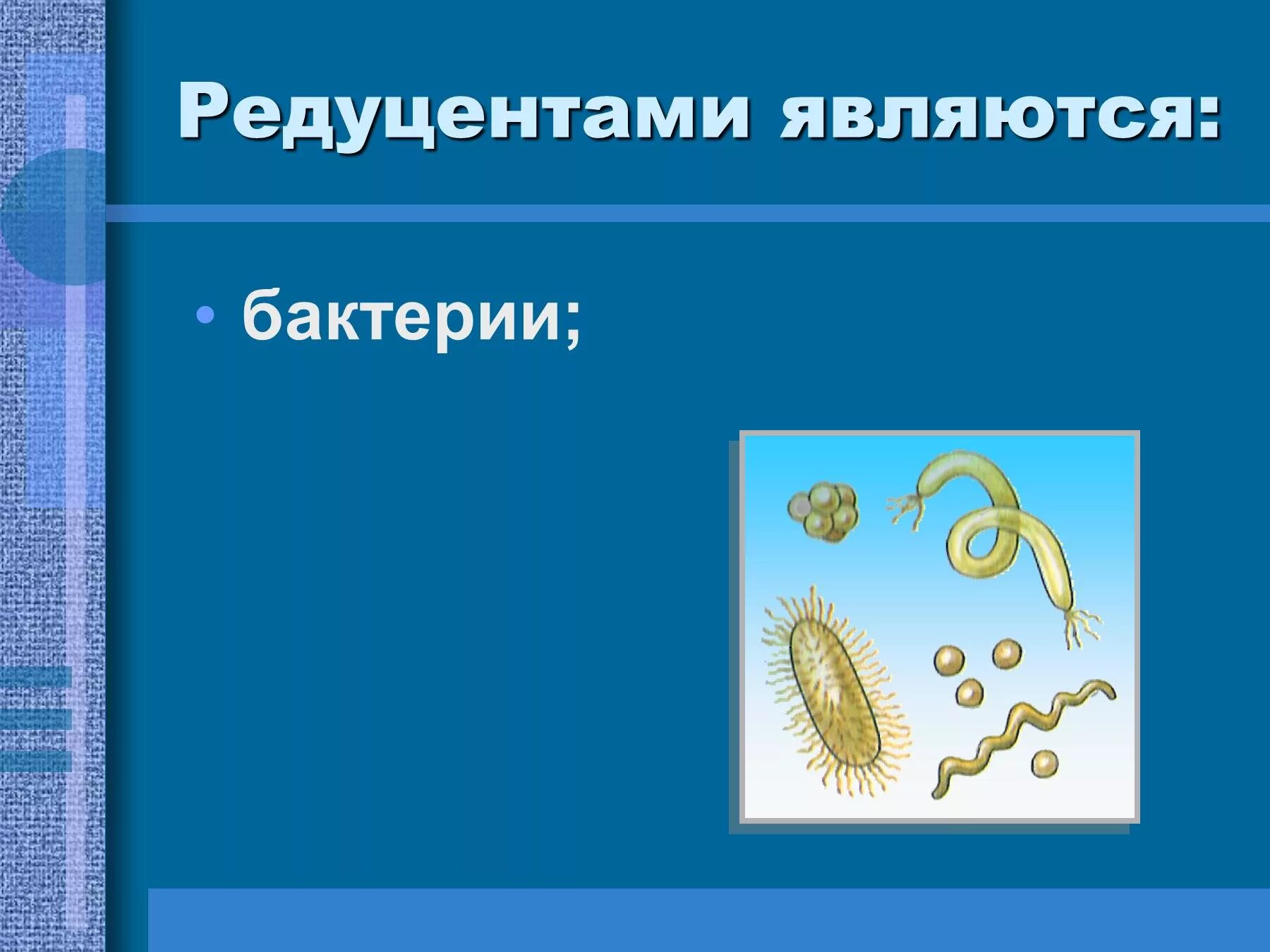 Бактерии редуценты. Редуценты примеры. Микроорганизмы редуценты. Бактерии редуценты примеры.