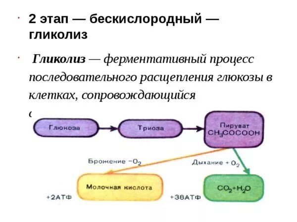 Энергетический обмен на примере расщепления глюкозы