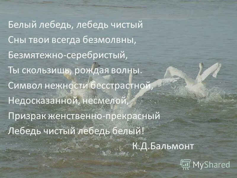 белый лебедь стих. белый лебедь бальмонт. загадка про лебедя. белый лебедь стих. белый лебедь стих.