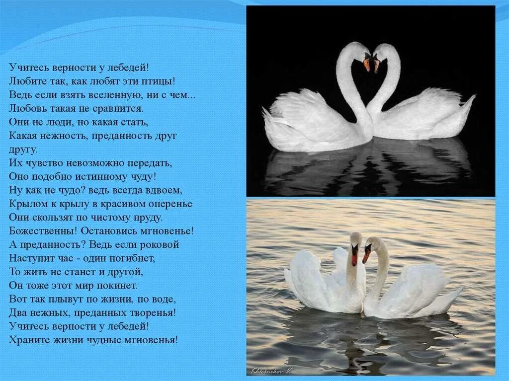 Песня если есть любовь значит жизнь