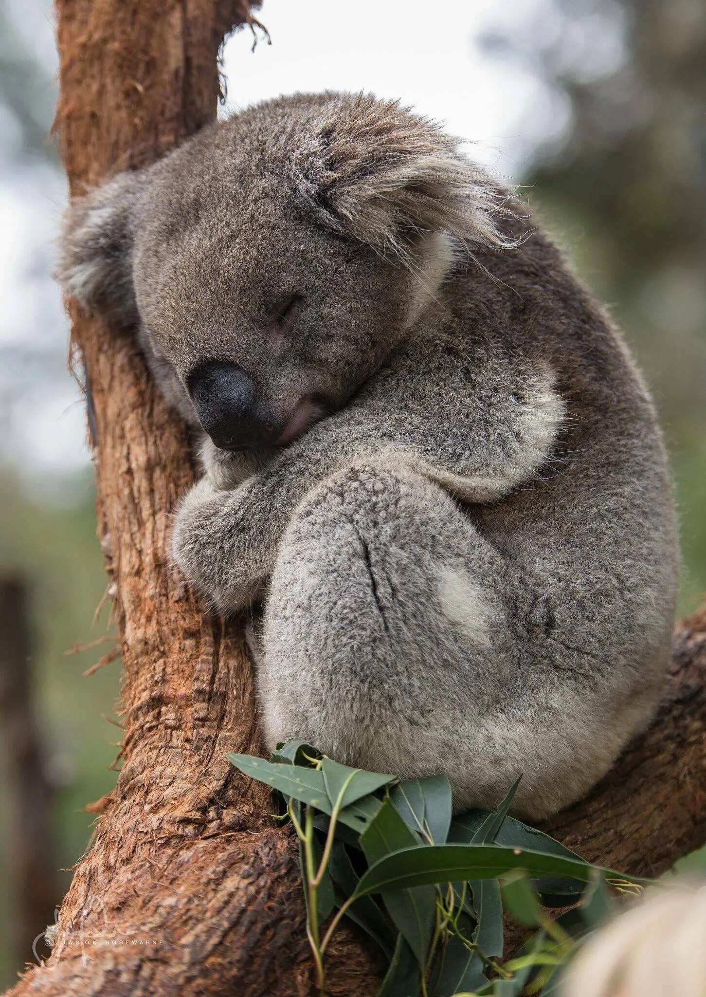 Коала сумчатое. Сумчатый мишка коала. Карликовая коала. Сумчатый медведь коала Австралия. Сколько спят коалы