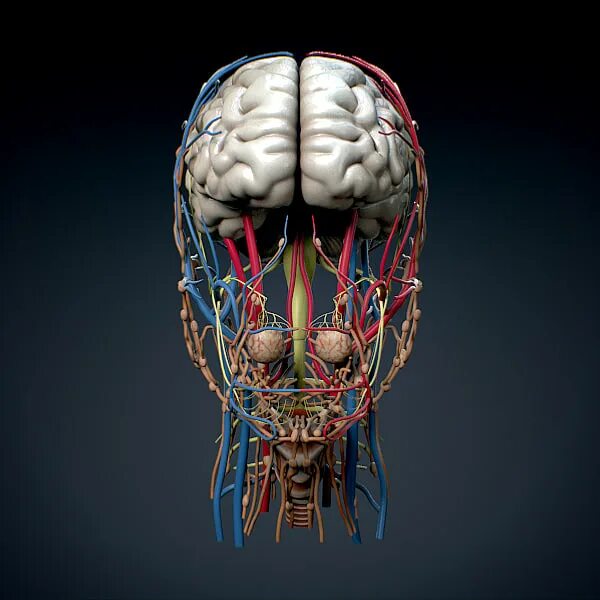 Head anatomy. Анатомия лица. Мышцы лица анатомия. Анатомия черепа для скульпторов. Анатомия человеческой головы.