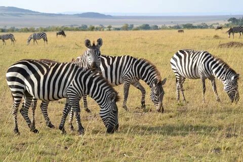Diverse wildlife