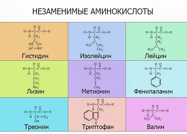 Аминокислоты формулы и названия таблица БИОХИМИЯ БЕЛКОВ: СТРОЕНИЕ, КЛАССИФИКАЦИЯ, ФУНКЦИИ ОСНОВЫ БИОХИМИИ. ХРЕСТОМАТИЯ