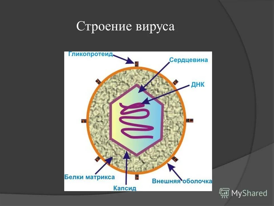 Структуры клетки и неклеточного вещества. Структуры клетки и неклеточного вещества. Структуры клетки и неклеточного вещества. Вирусы неклеточные формы жизни строение. Органоиды вирусов.