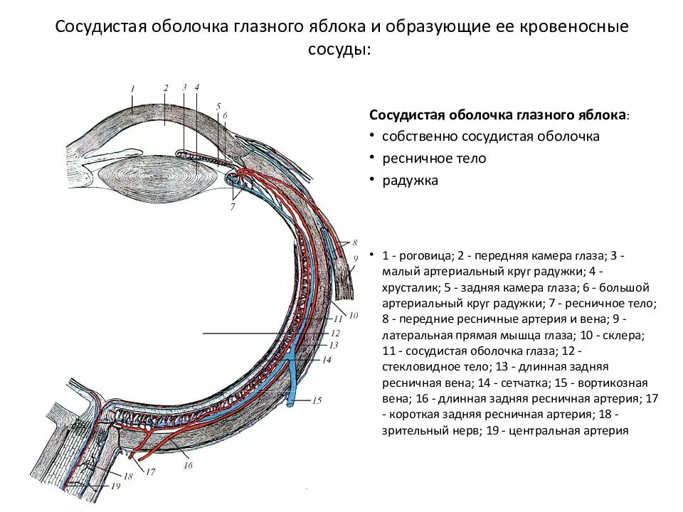 Какую функцию выполняет сосудистая оболочка глаза. Сосудистая оболочка. Сосудистая оболочка глаза. Сосудистая оболочка глаза состоит. Средний отдел сосудистой оболочки глазного яблока.