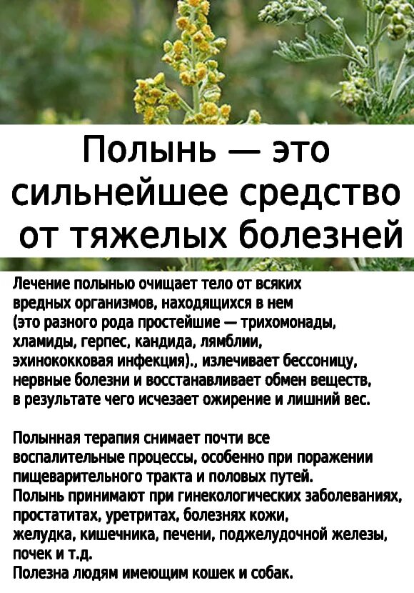Полынь горькая группа препаратов. Полынь двудомная полынь горькая. Полынь курс. Полынь двудомная полынь горькая. Полынь обыкновенная чернобыльник серебристая.