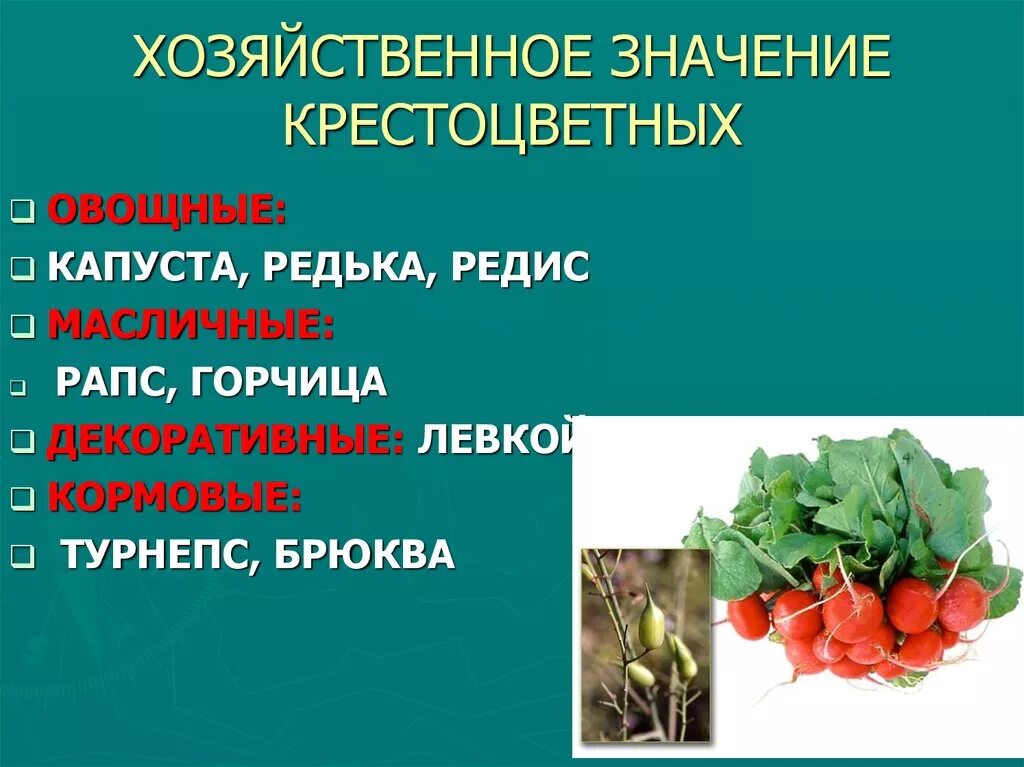 Какого значение крестоцветных растений в жизни человека. Значение семейства крестоцветные капустные 6 класс. Значение растений семейства крестоцветных. Свекла семейство крестоцветные. Хозяйственное значение крестоцветных.