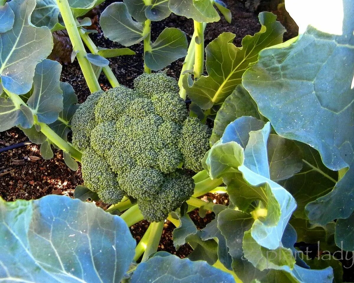 Брокколи огородные. Капуста брокколи куст. Брокколи на грядке. Капуста брокколи на грядке. Брокколи на даче в открытом грунте