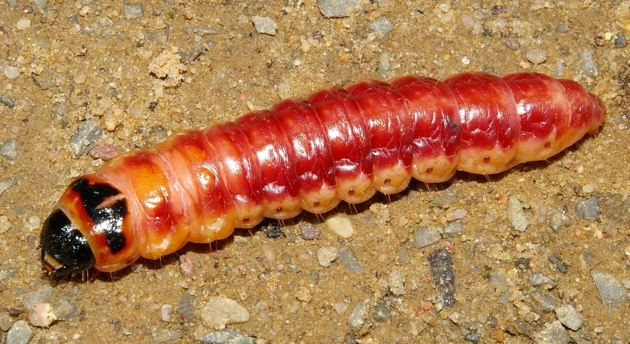 Кисляк гусеница. Cossus cossus гусеница. Древоточец пахучий гусеница. Cossus cossus гусеница. Древоточец пахучий бабочка.
