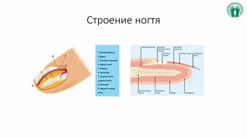 Что такое матрикс ногтя