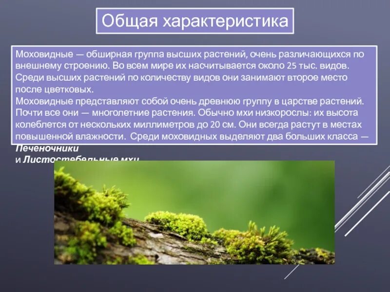 Положительная роль мхов в биогеоценозах заключается. Мхи по биологии. Мхи презентация. Сообщение на тему мхи. Моховидные презентация.