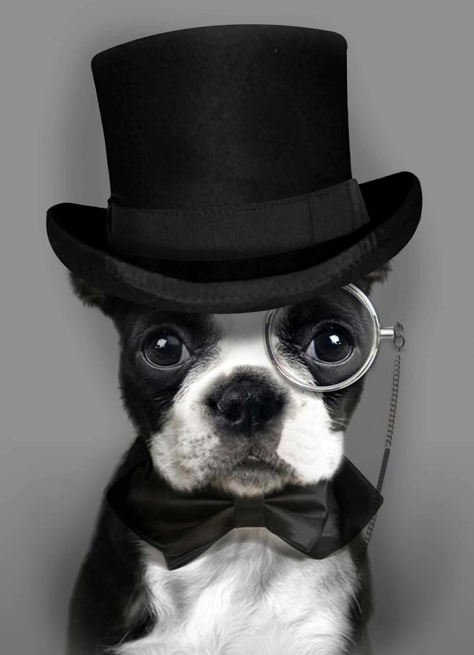 Пес шляпа. Собака в шляпе. Собака с моноклем. Аватарка. Собака в шляпе и очках.