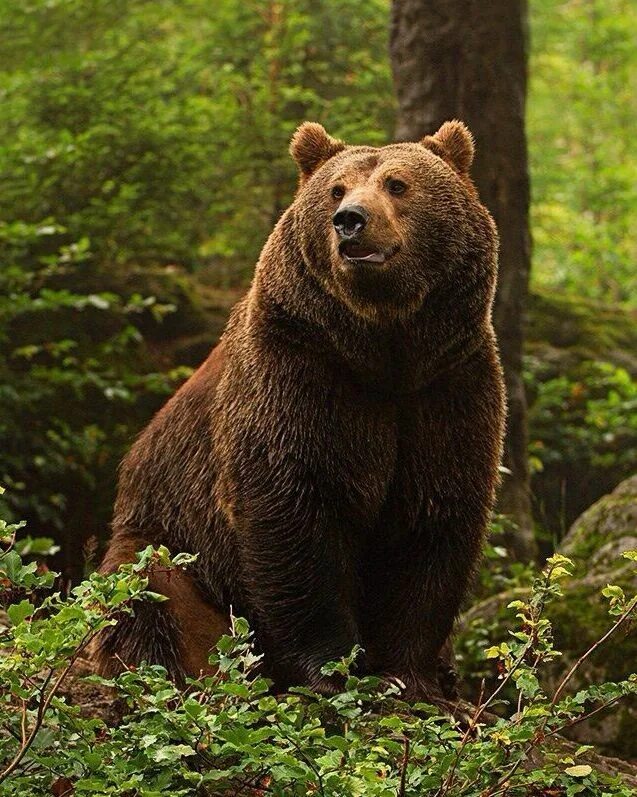 Бурый медведь хозяин тайги. Медведь Гризли. Бурый медведь в тайге. Сибирский бурый медведь.