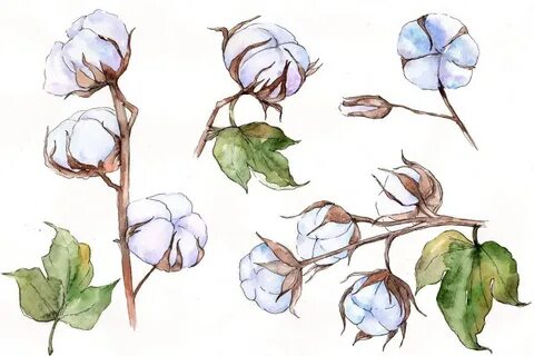 Рисунок хлопка