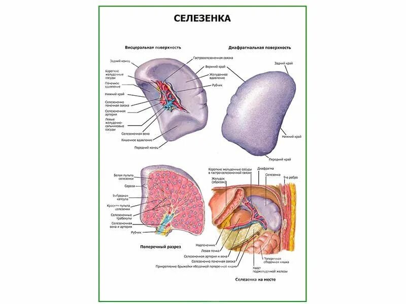 Части селезенки. Строение селезенки. Внутреннее строение селезенки. Селезенка плакат анатомия.