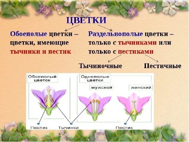 Обоеполым цветком называют. Схема обоеполого и раздельнополого цветка. Однополые и обоеполые цветки. Обоеполые и однополые цветки 6 класс биология. Цветки обоеполые и раздельнополые 6 класс.