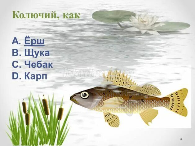 Ерш щука. ( щука, сом, окунь, карась. Окунь щука карп карась сом лещ ерш. ( щука, сом, окунь, карась. Королевский ерш носарь.