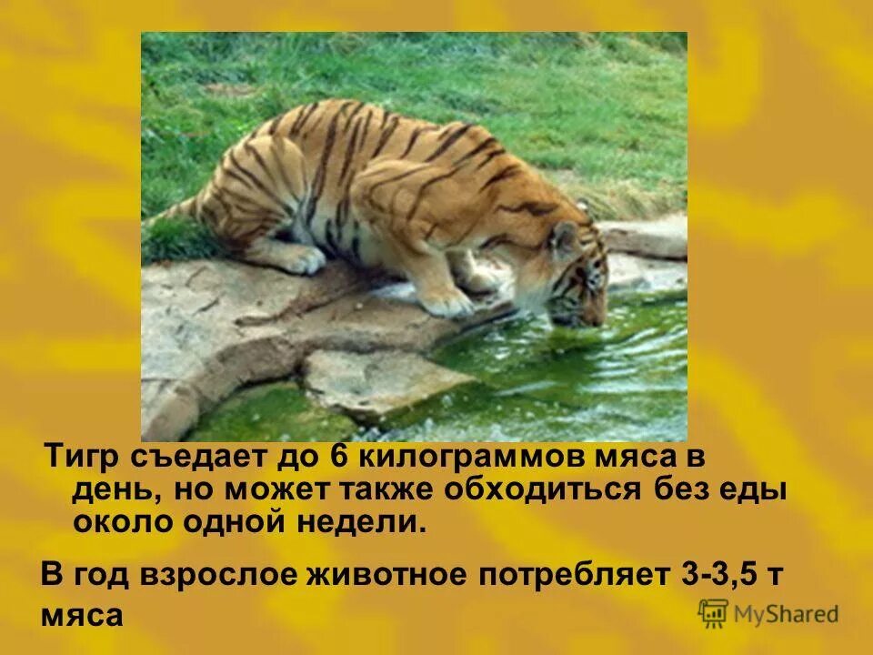 Питание тигра в природе. Амурский тигр питается. Тигр вегетарианец. Тигр съедает в день. Сколько леопард съедает в день.