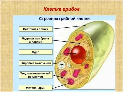 Клетка имеет клеточную стенку из хитина