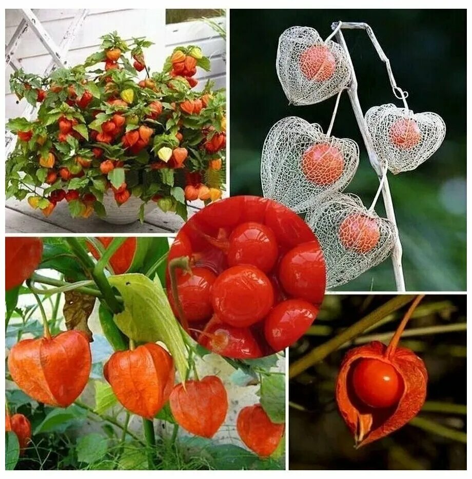 Физалис и фуксия. Физалис земляничный куст. Физалис фруктовый. Как вырастить физалис. Физалис куст.