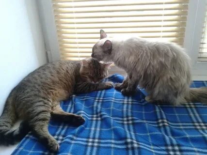 Уживаются 2 кошки
