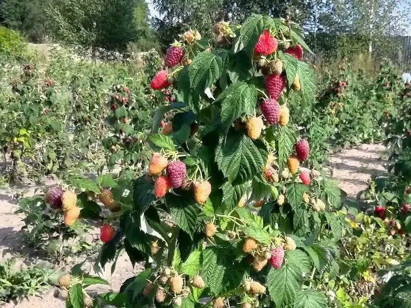 Малина сорт Гусар. Малина штамбовая Таруса малиновое дерево. Малина Гусар куст. Малина дерево Таруса. Древовидная малина фото