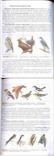 Учебник по биологии 8 класс бабенко